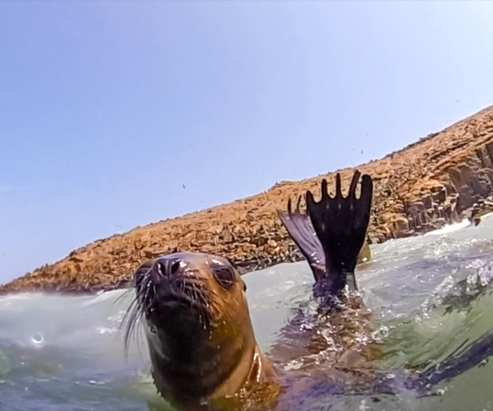 Lima: Palomino Islands Speedboat Tour & Swim with Sea Lions