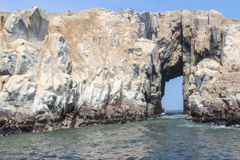 Lima: Snabb båttur till Palominoöarna och simma med sjölejonLima: Palomino Islands Speedboat Tour &amp; Simma med sjölejon