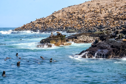 Lima: Palomino Islands Speedboat Tour & Swim with Sea Lions