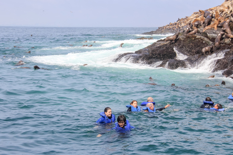 Lima: Palomino Schnellboot-Tour &amp; Schwimmen mit Seelöwen