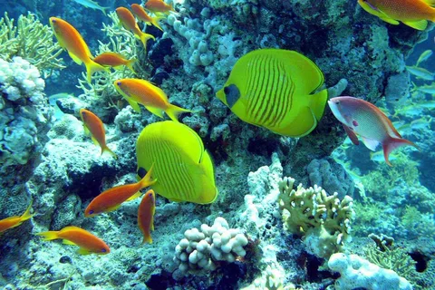 Hurghada : Visite d'une jounée de plongée avec 2 sites et déjeuner
