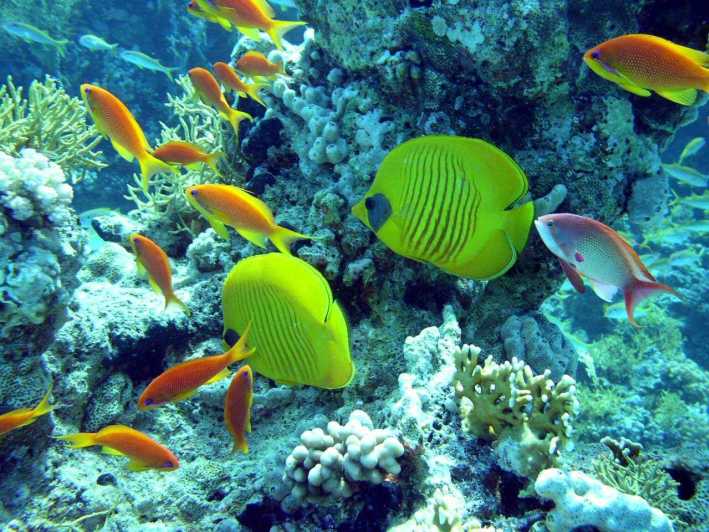 Hurghada: Celodenní potápění