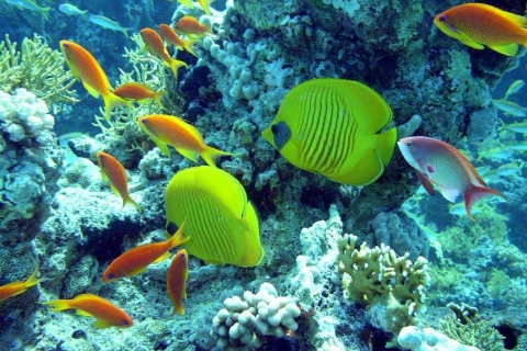 Hurghada : plongée découvertePlongée découverte pour débutants
