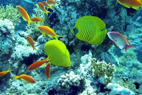 Hurghada: Ganztagestour zum Tauchen mit 2 Tauchplätzen und Mittagessen