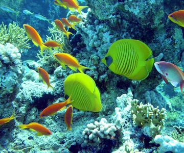 Hurghada: Full-Day Scuba Diving Tour with 2 Sites and Lunch