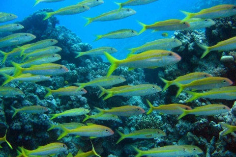 Hurghada: Schnupper-Tauchkurs im Roten MeerSchnupper-Tauchkurs für nicht zertifizierte Taucher