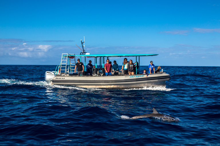 Big Island: South Kona snorkling och kustlinjeutforskning