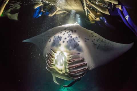 Big Island: Ecológico Twilight Manta Ray Adventure