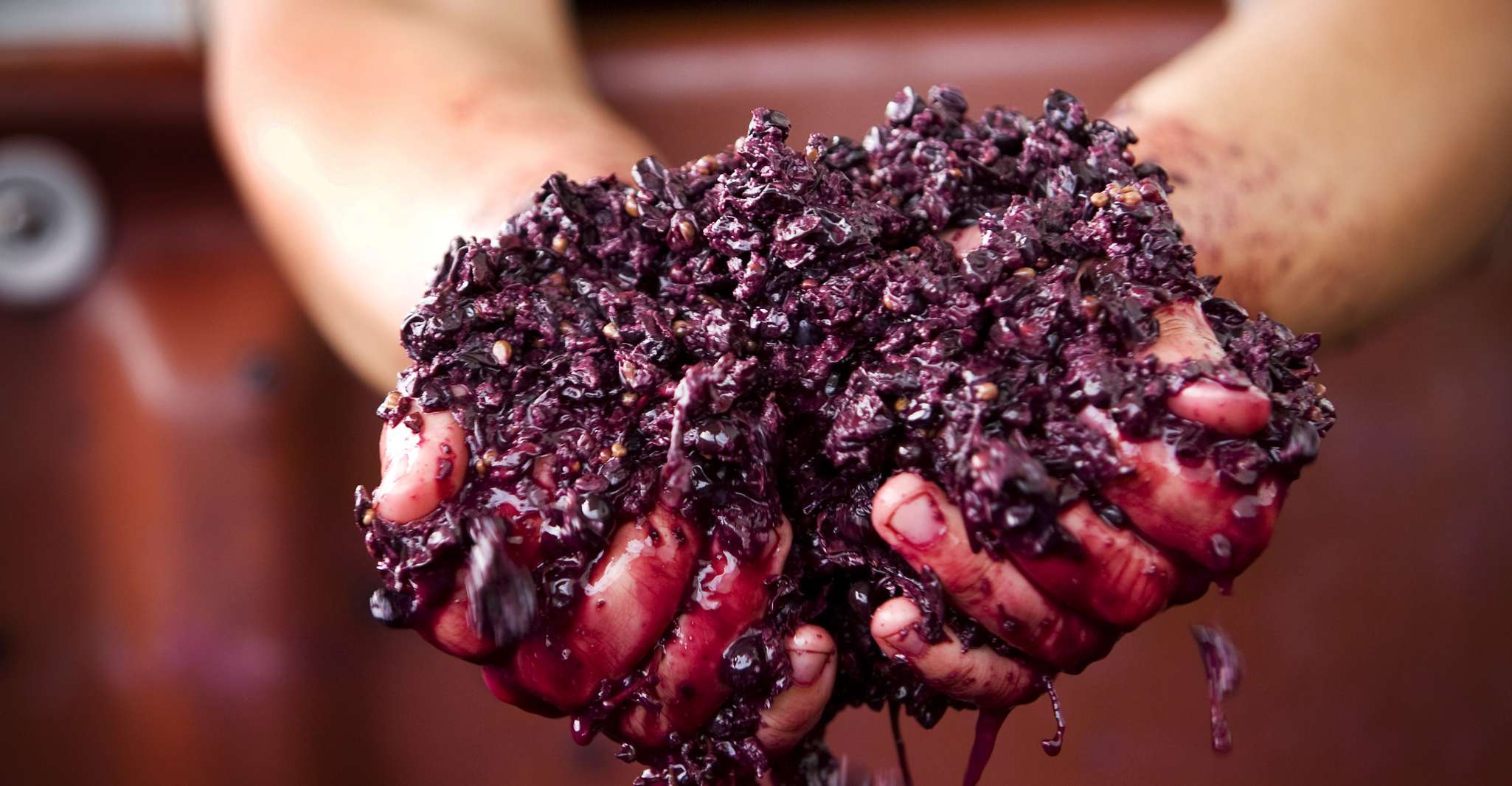 From Melbourne: Yarra Valley Chandon Cheese & Kangaroos Tour photo 12