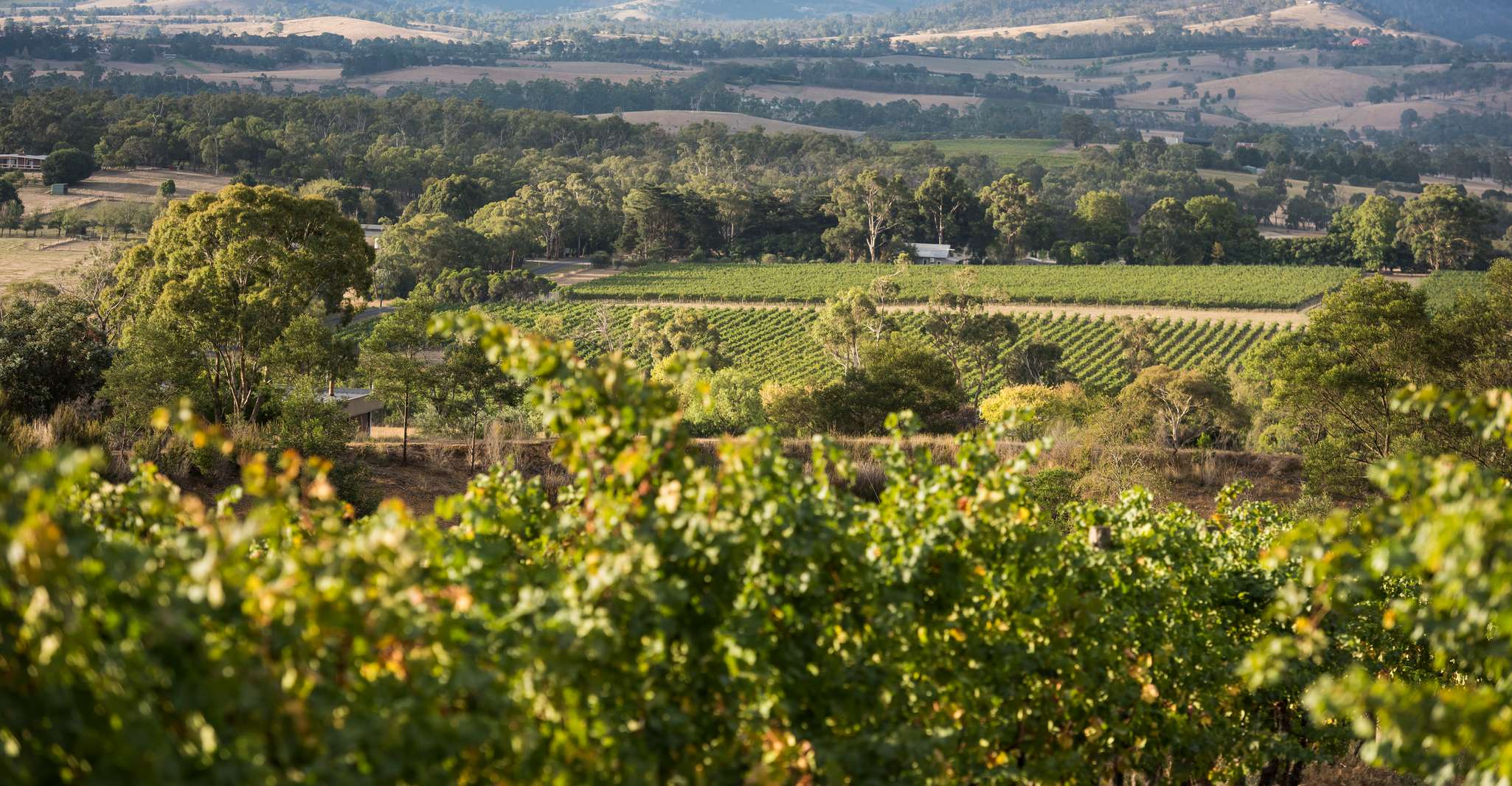 From Melbourne: Yarra Valley Chandon Cheese & Kangaroos Tour photo 15