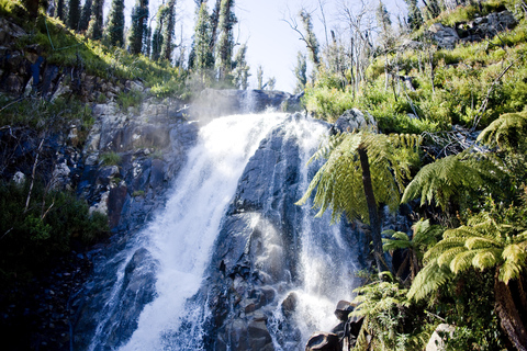 Ab Melbourne: Lake Mountain Schnee-Erlebnis