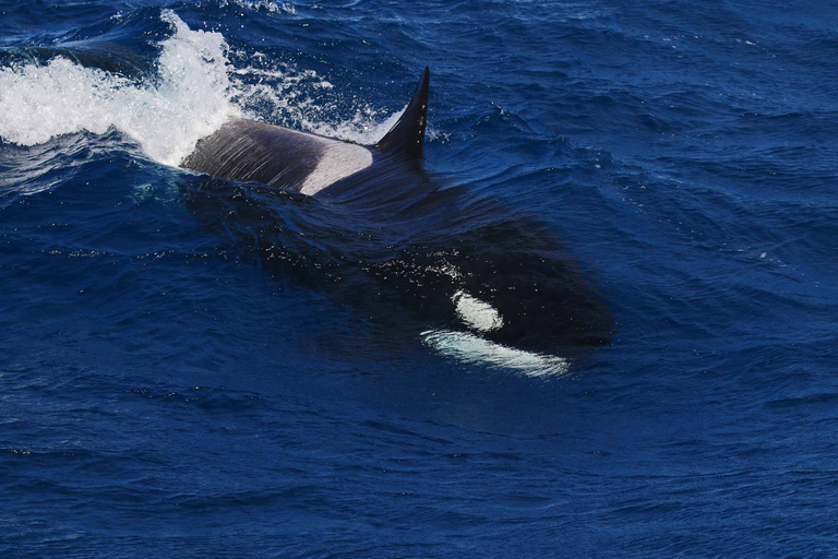 خليج بريمر: رحلة استكشافية لمشاهدة الحيتان القاتلة في وادي بريمرخليج بريمر: رحلة الحوت القاتل بريم