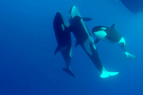 خليج بريمر: رحلة استكشافية لمشاهدة الحيتان القاتلة في وادي بريمرخليج بريمر: رحلة الحوت القاتل بريم