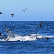 Bremer Bay: Bremer Canyon Killer Whale Expedition