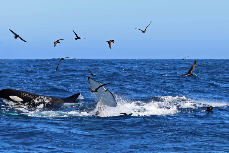خليج بريمر: رحلة استكشافية لمشاهدة الحيتان القاتلة في وادي بريمرخليج بريمر: رحلة الحوت القاتل بريم
