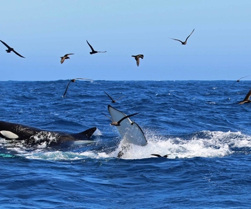 Bremer Bay: Bremer Canyon Killer Whale Expedition