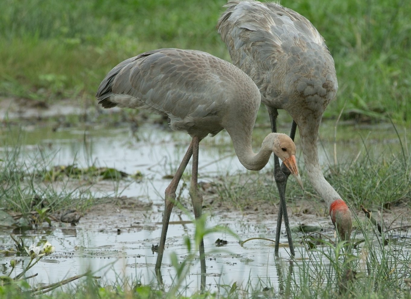 Det nordlige territorium: Corroboree Billabong Nature Cruises