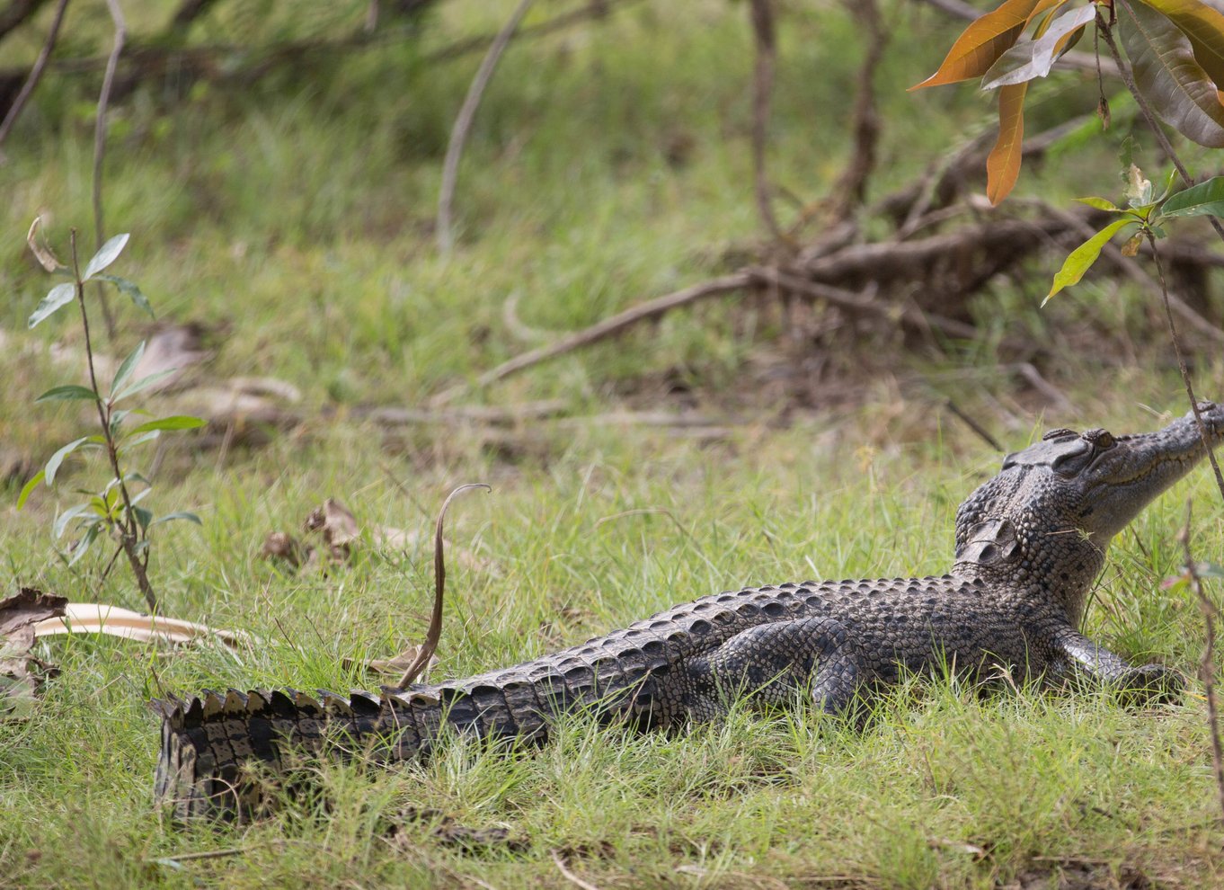 Det nordlige territorium: Corroboree Billabong Nature Cruises