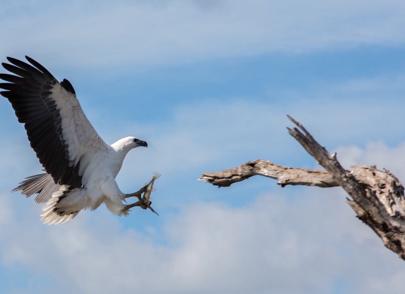 Det nordlige territorium: Corroboree Billabong Nature Cruises