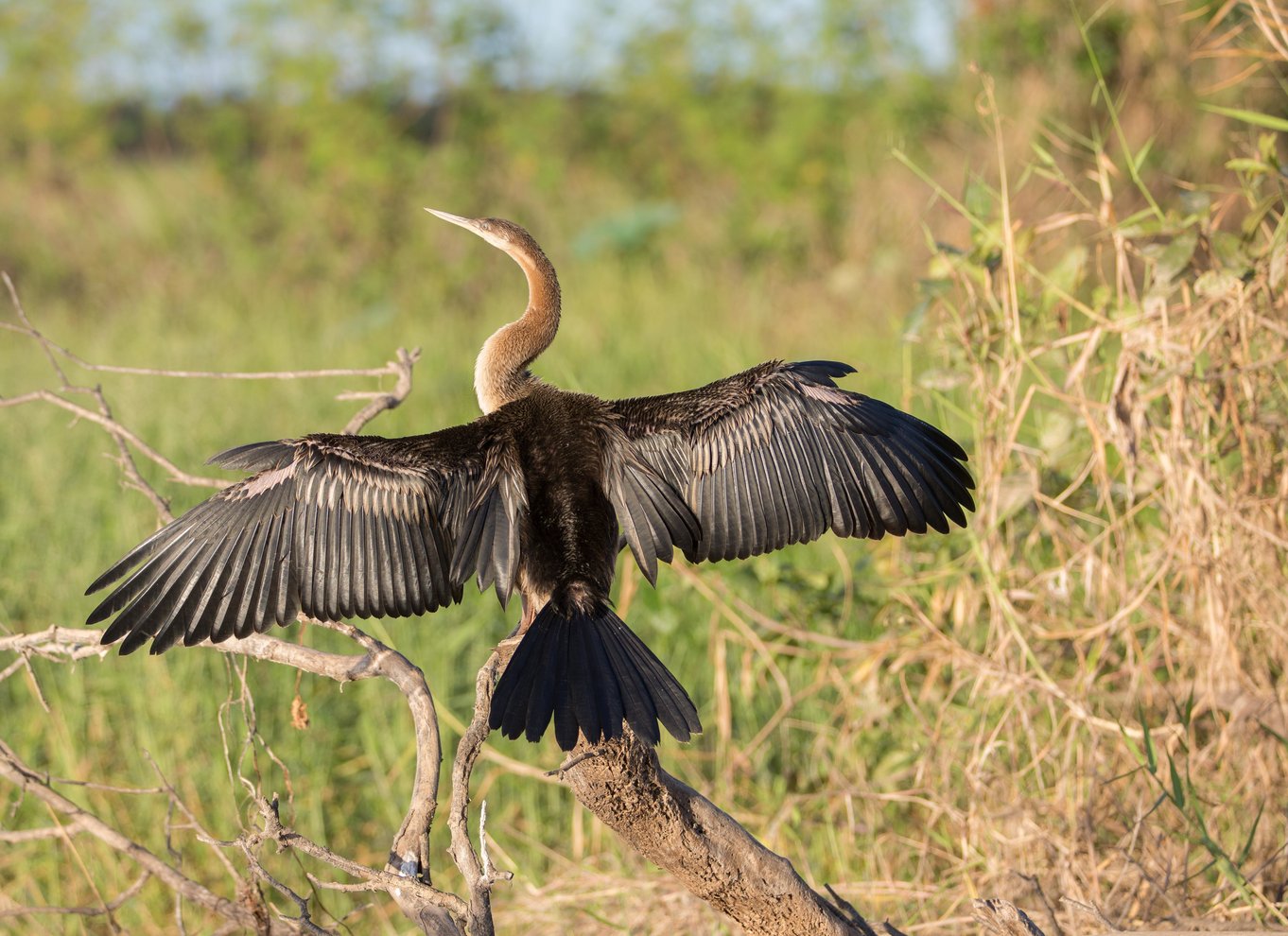 Det nordlige territorium: Corroboree Billabong Nature Cruises