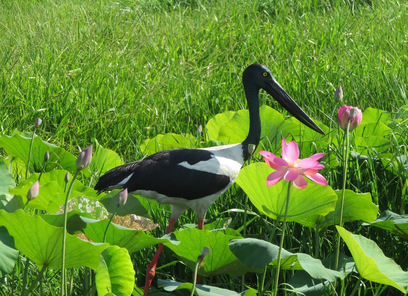 Det nordlige territorium: Corroboree Billabong Nature Cruises