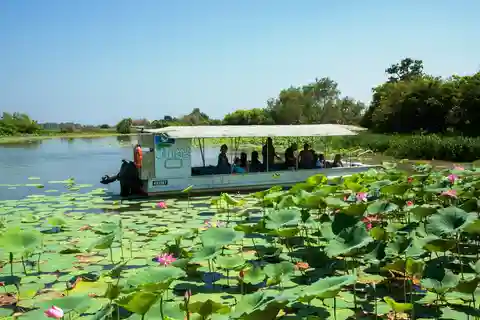 Territorio del Nord: Crociere naturalistiche Corroboree Billabong