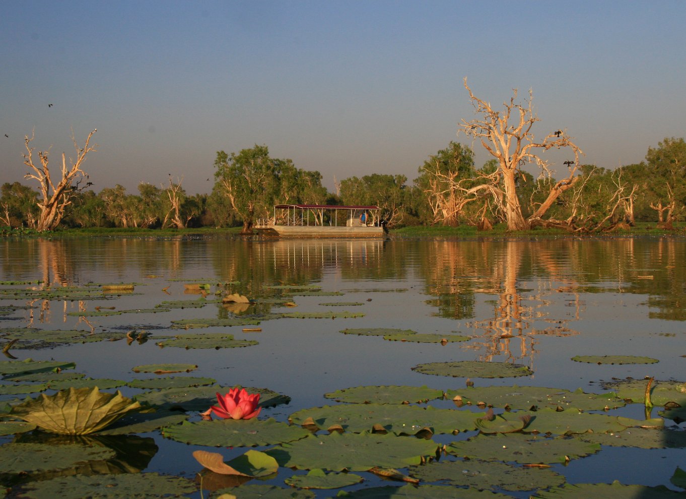 Det nordlige territorium: Corroboree Billabong Nature Cruises