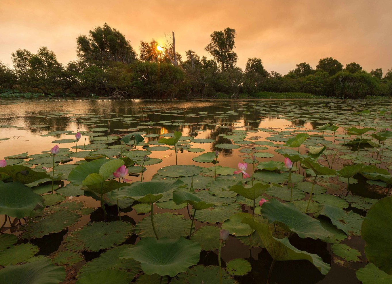 Det nordlige territorium: Corroboree Billabong Nature Cruises