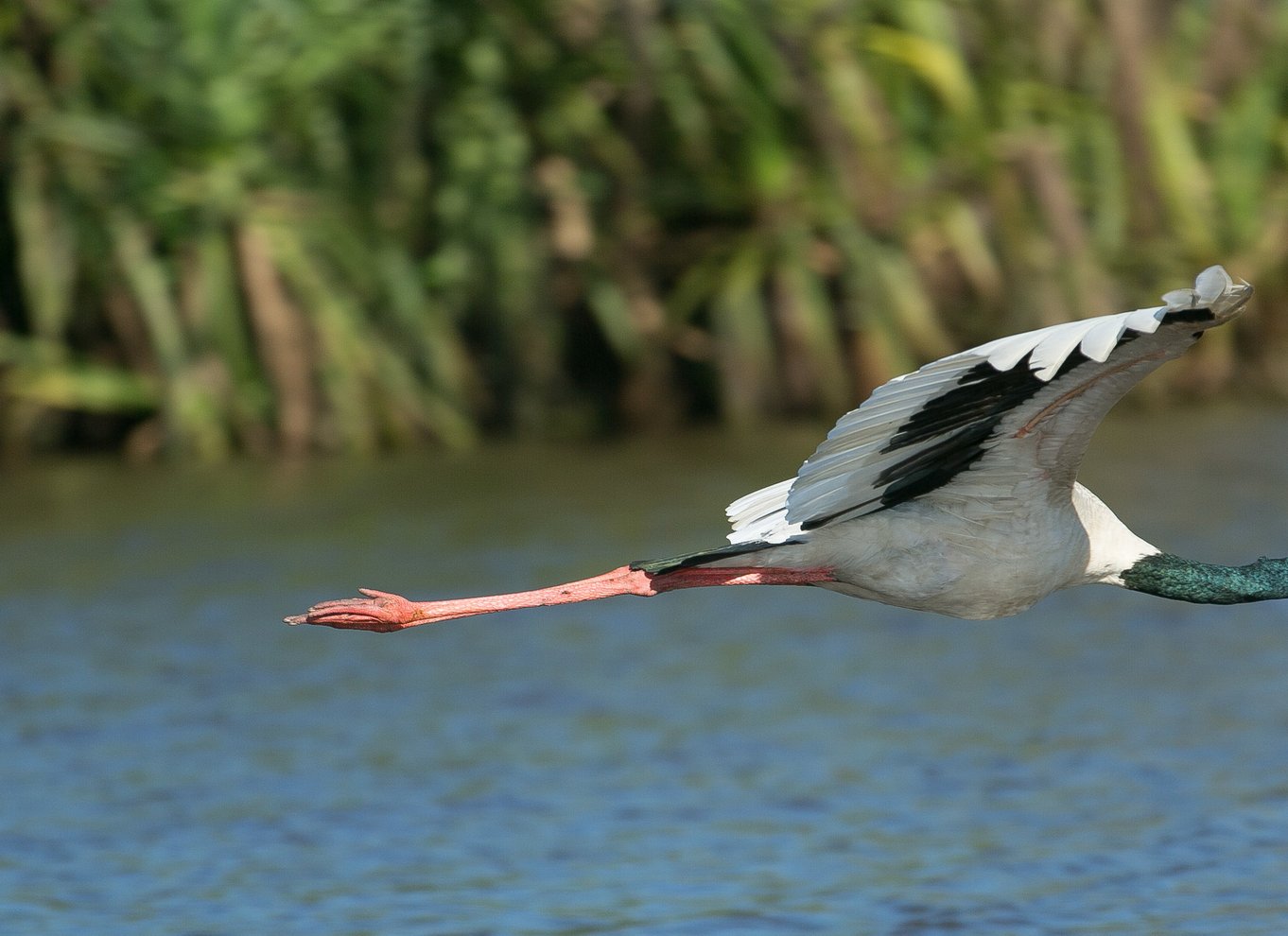 Det nordlige territorium: Corroboree Billabong Nature Cruises