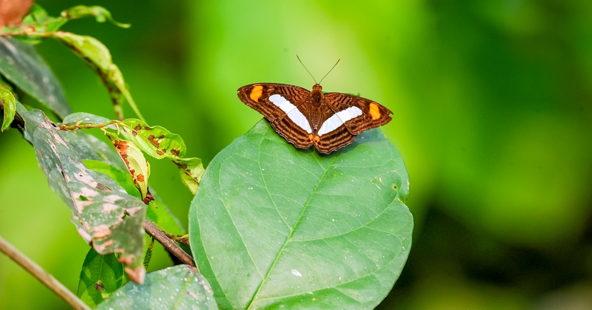 Iquitos: 6 timmars rundtur i Amazonfloden med Belén och fjärilsfarm ...