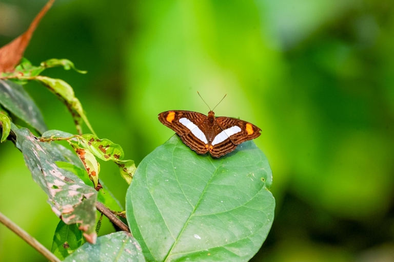 Iquitos: Amazon River Tour van 6 uur met Belén en vlinderboerderij