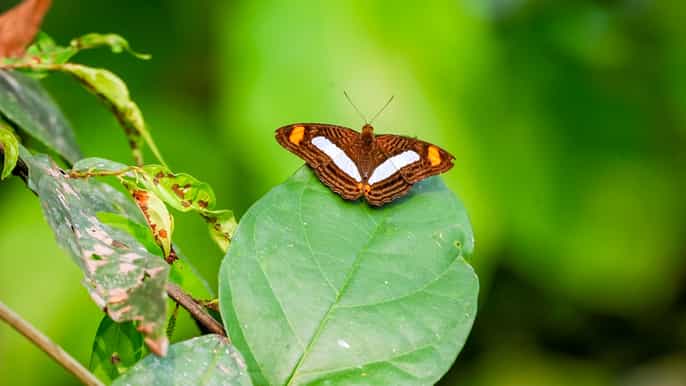 iquitos tour de 6 horas por el río amazonas con belén y butterfly farm