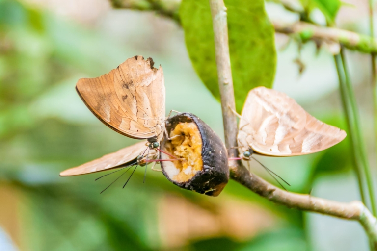 Iquitos : 6 heures d'excursion sur le fleuve Amazone avec Belén et la ferme aux papillons