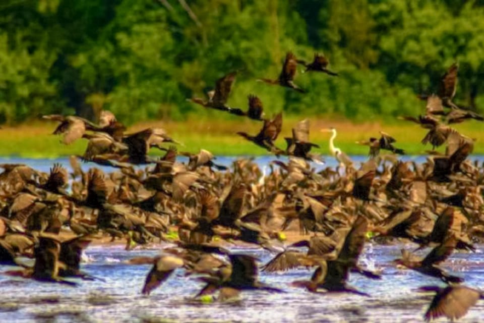 Iquitos Tour Guidato Di Un Intera Giornata Sul Rio Delle Amazzoni