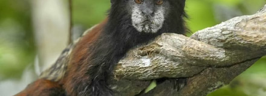 Iquitos : Visite d'une jounée de la réserve nationale Pacaya Samiria