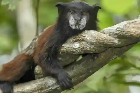Iquitos: Excursão de 1 dia à Reserva Nacional Pacaya Samiria