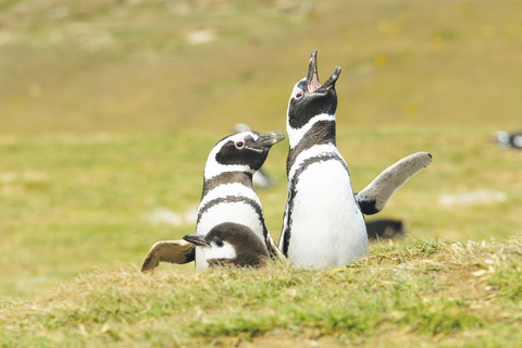 Punta Arenas: Walk with Penguins on Magdalena & Marta Island Tour from Punta Arenas