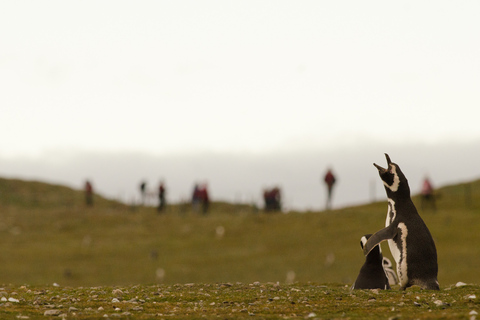 Punta Arenas: Walk with Penguins on Magdalena & Marta Island Tour from Punta Arenas