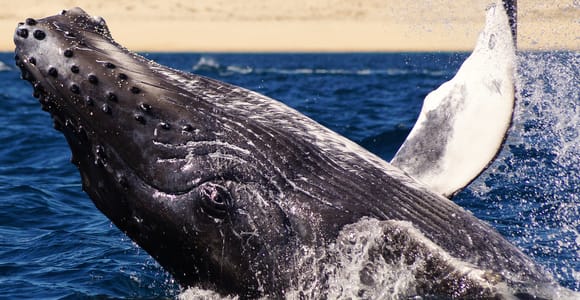 Cabo San Lucas: 2.5-Hour Whale Watching Tour