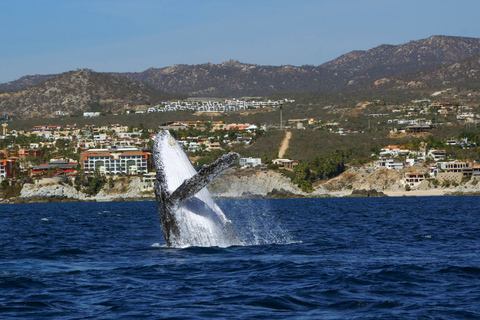 Cabo San Lucas: 2.5-Hour Whale Watching Tour