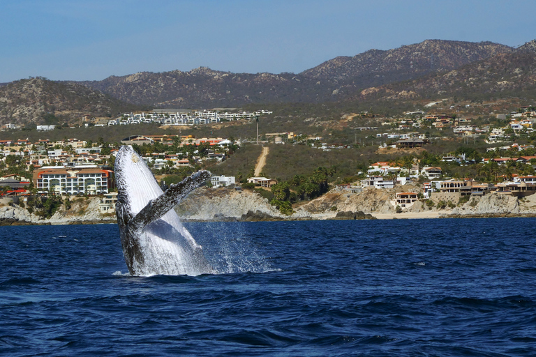 Cabo San Lucas: 2.5-Hour Whale Watching Tour