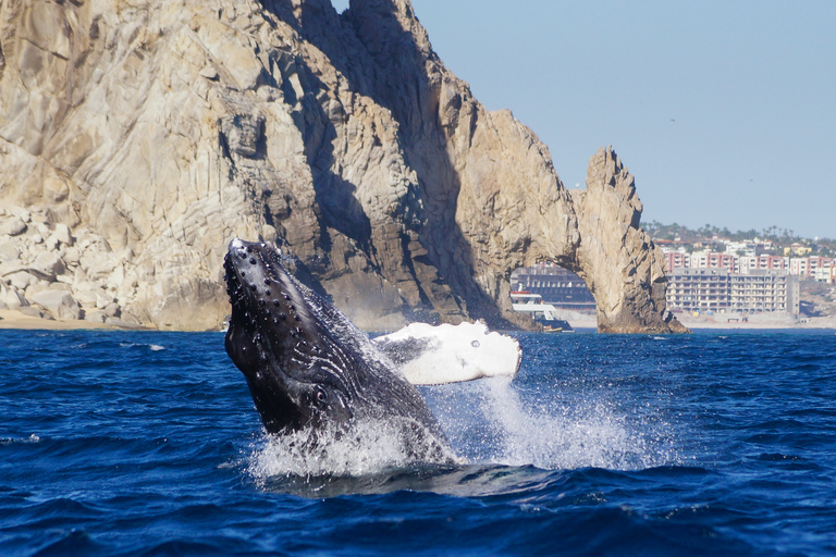 Cabo San Lucas: 2.5-Hour Whale Watching Tour