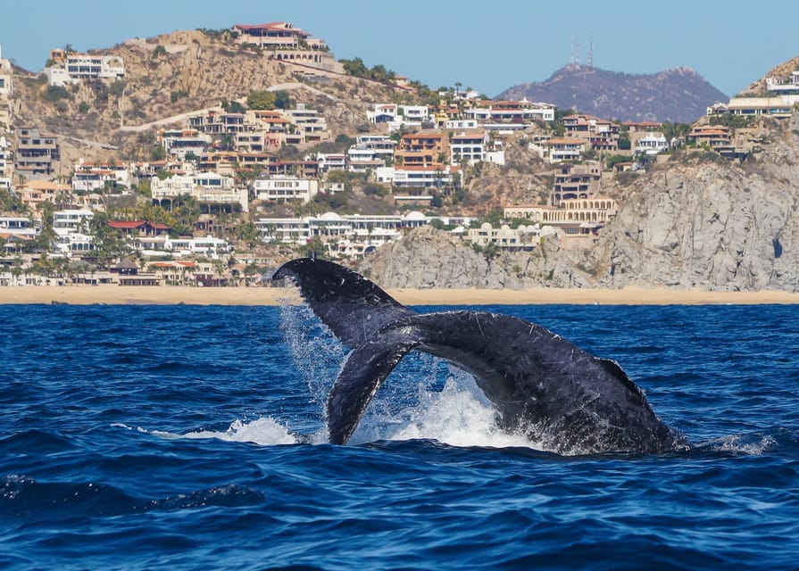 Cabo San Lucas Uur Durende Walvistocht Getyourguide