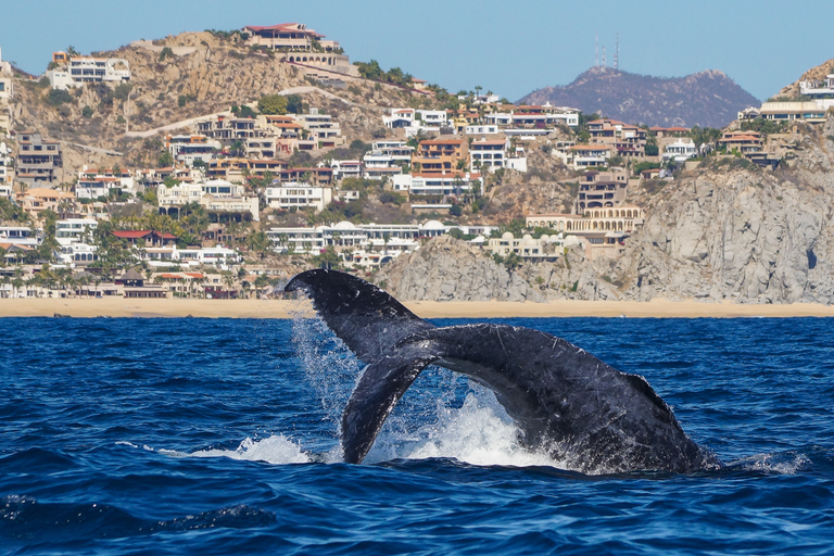 Cabo San Lucas: 2.5-Hour Whale Watching Tour