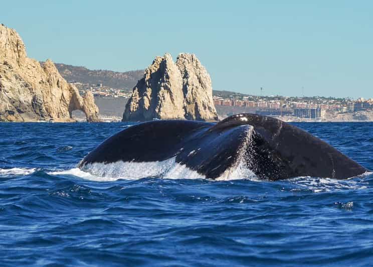 Cabo San Lucas: Tour De 2,5h De Avistamiento De Ballenas | GetYourGuide