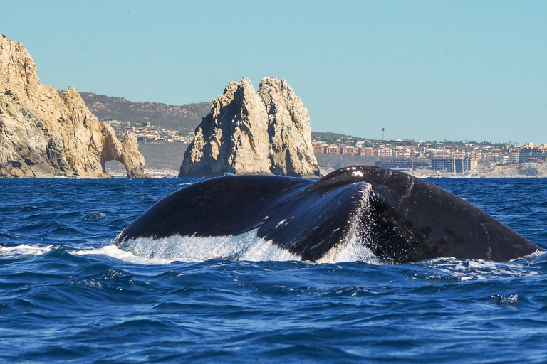 Cabo San Lucas: 2.5-Hour Whale Watching Tour
