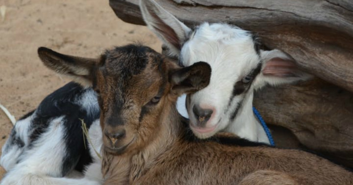 goat farm tour maui