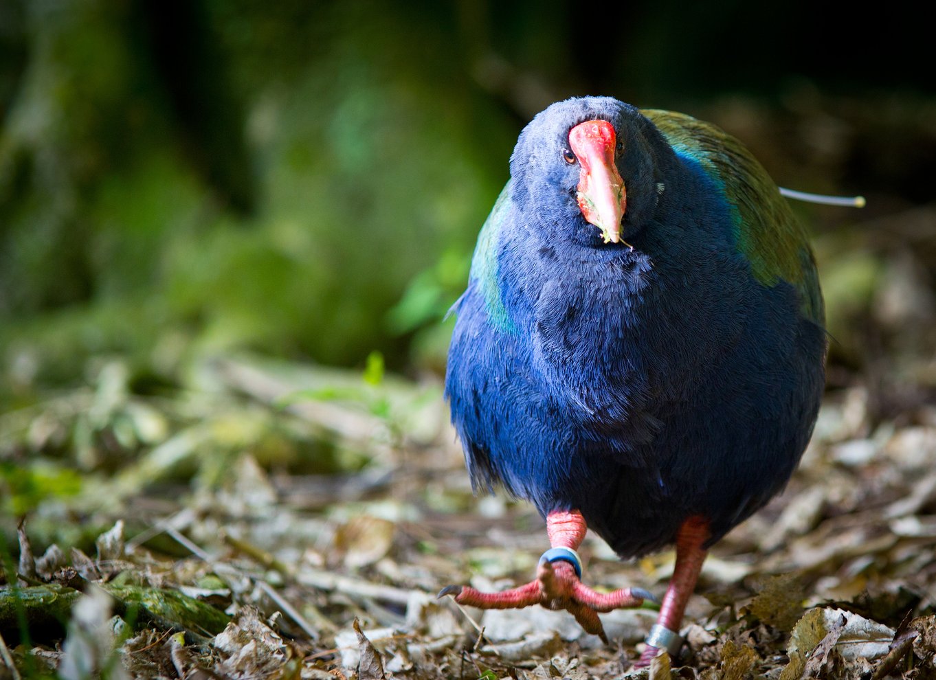 Zealandia på dagstur