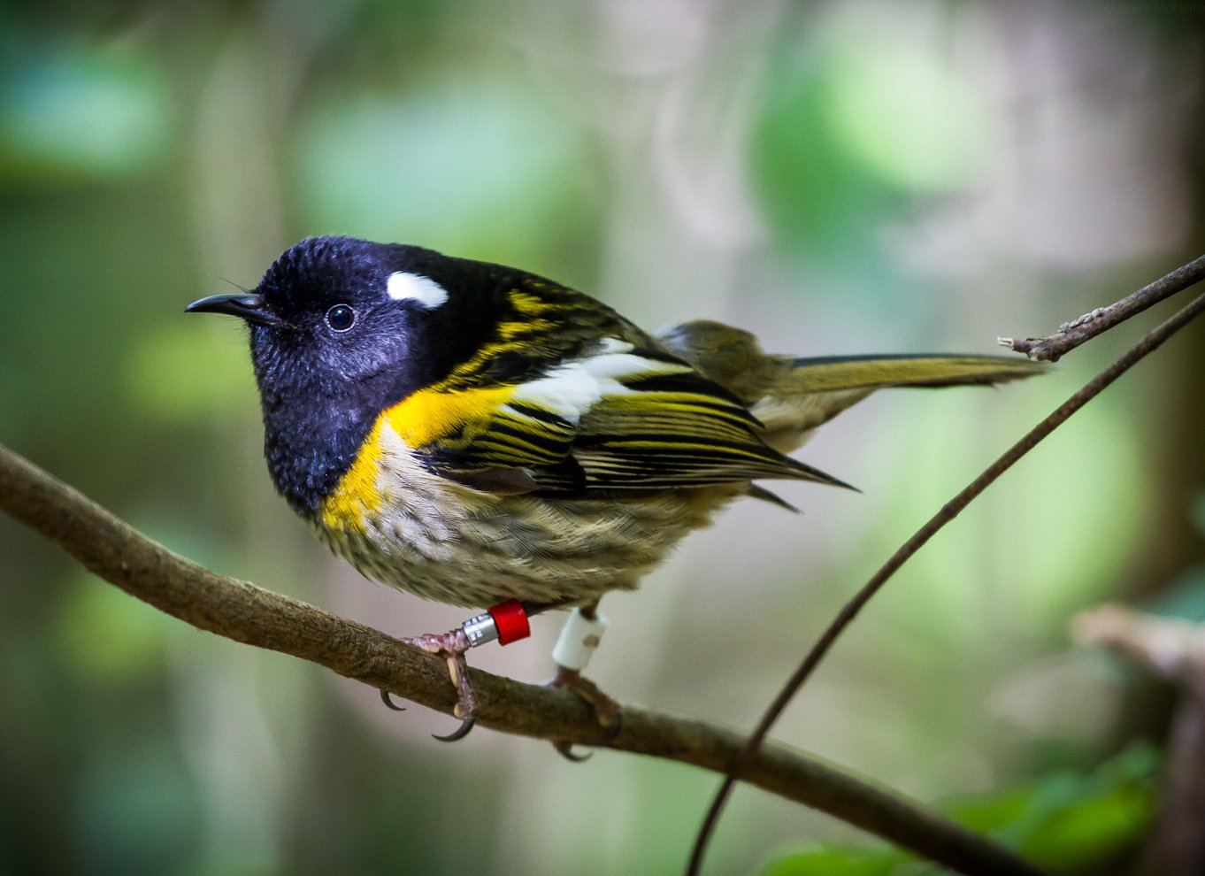 Zealandia på dagstur