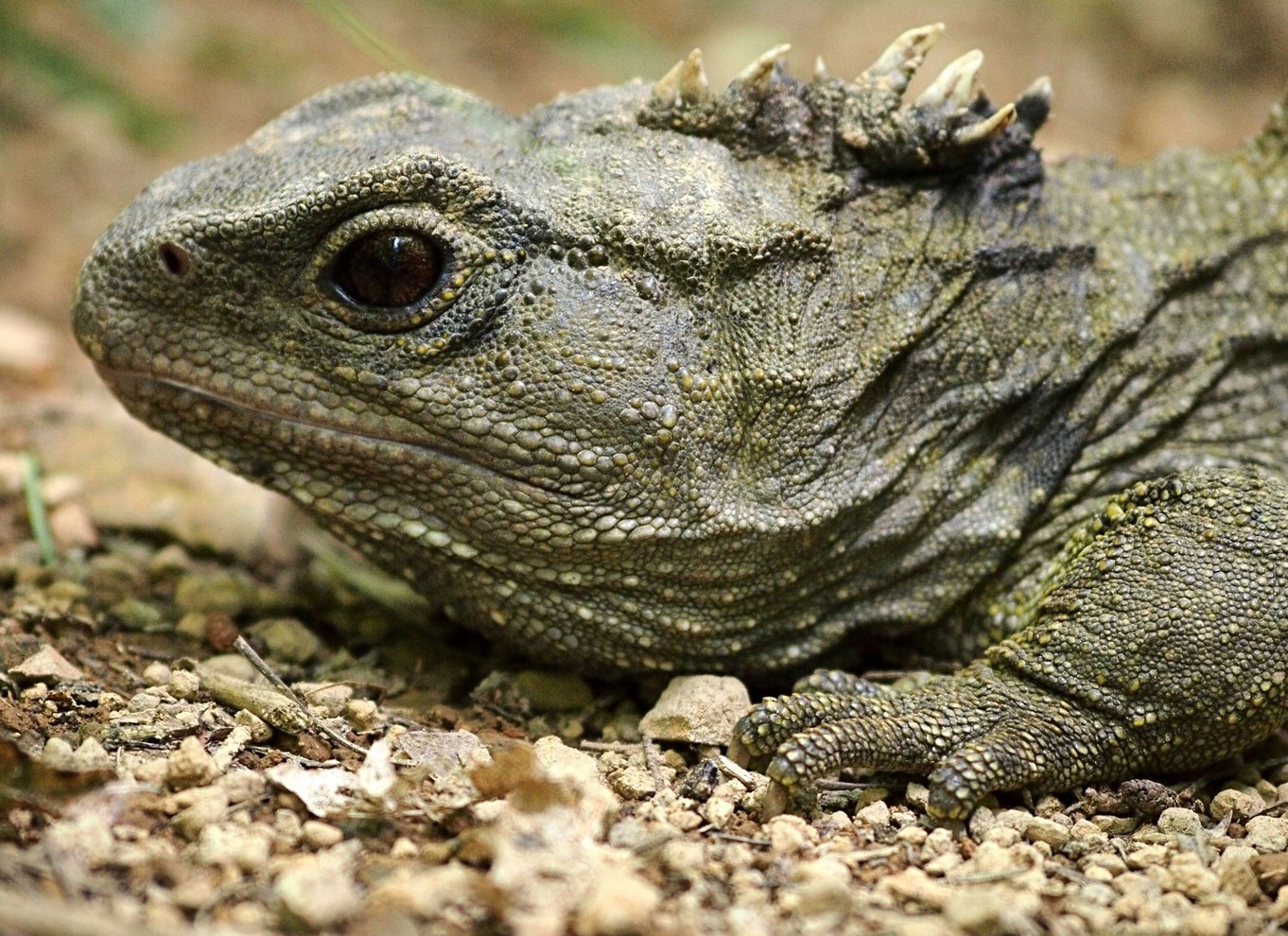 Zealandia på dagstur